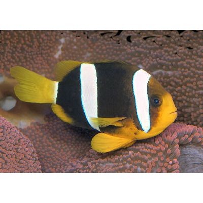 Clarkii Clownfish (IN STORE ONLY)
