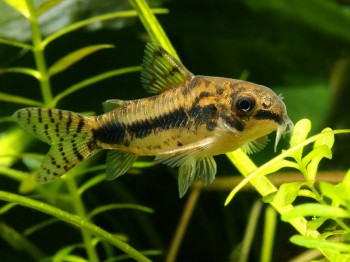 Cory - Pygmy Hasbrosus - IN STORE ONLY