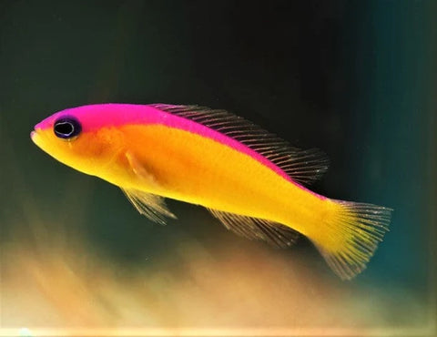 Pseudochromis -  Diadema (IN STORE ONLY)