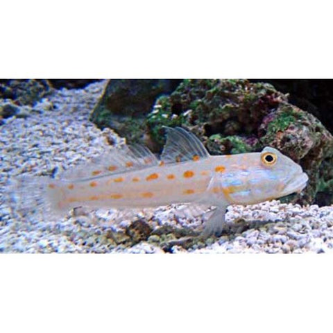 Diamond Watchman Goby (IN STORE ONLY)