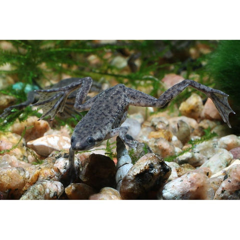 Dwarf African Amphibian - IN STORE ONLY