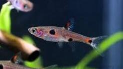 Rasbora - Dwarf Clown Spot - IN STORE ONLY