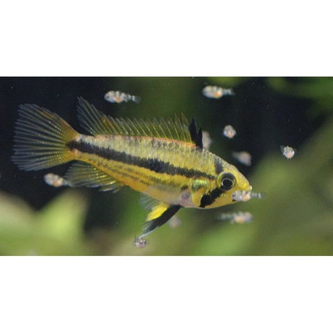 Dwarf Cockatoo Cichlid - IN STORE ONLY