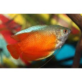 Dwarf Flame Gourami - IN STORE ONLY