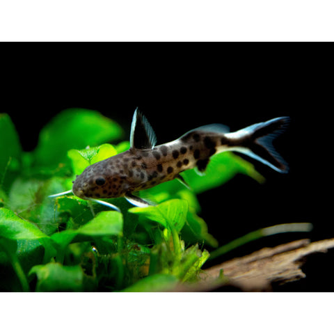 Catfish - Dwarf Petricola - IN STORE ONLY