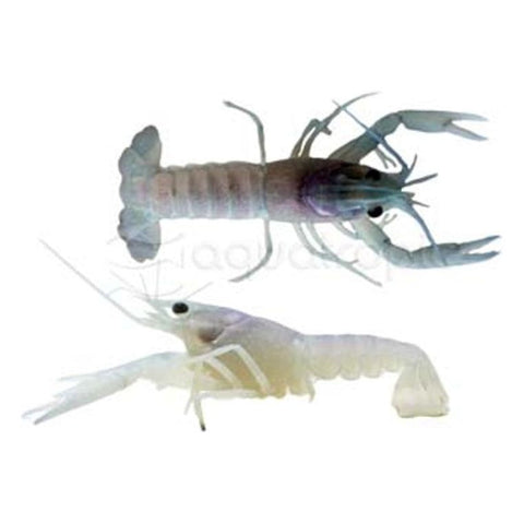 Electric Blue Lobster - IN STORE ONLY