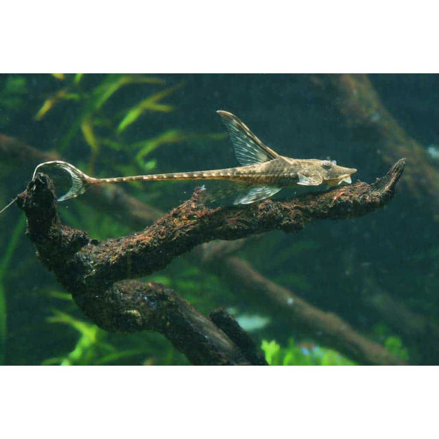 Farlowella Catfish IN STORE ONLY Water Garden Gems Garden Center