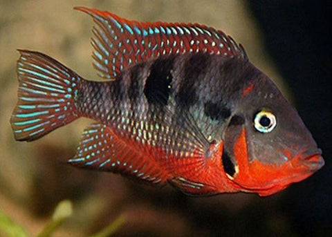 Firemouth Cichlid - IN STORE ONLY