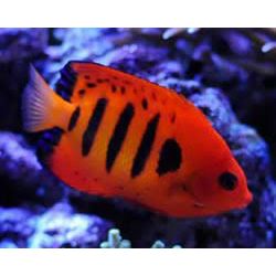 Flame Loriculus Angelfish (IN STORE ONLY)