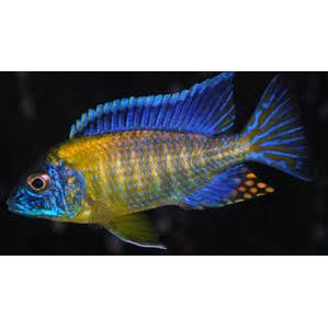Flavescent Peacock Cichlid - IN STORE ONLY