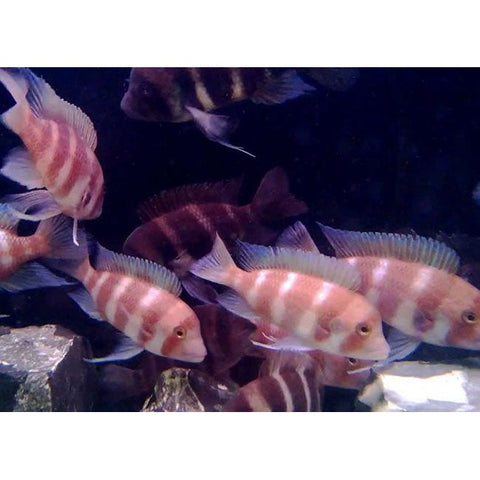 Frontosa Red Stripe Cichlid - IN STORE ONLY