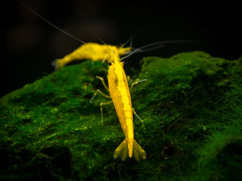 Shrimp - Golden Back Yellow - IN STORE ONLY