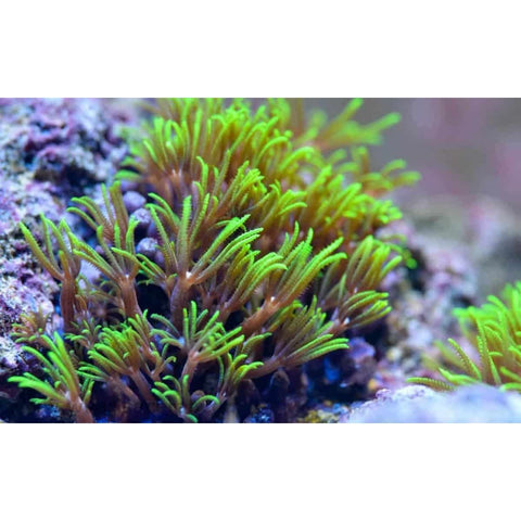 Green Metallic Star Polyp (Med) (IN STORE ONLY)