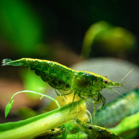 Shrimp - Green Jade - IN STORE ONLY