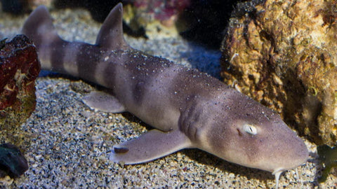 Shark - Grey Bamboo Shark IN STORE ONLY