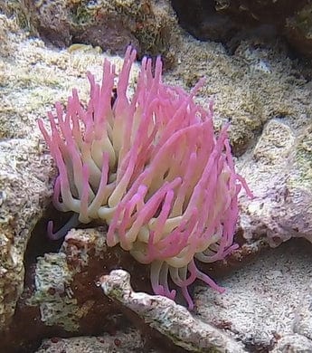 Anemone - Condylactis Hatian (IN STORE ONLY)