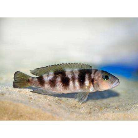 Hecqui Shell Dweller Cichlid - IN STORE ONLY