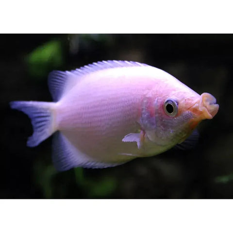 Kissing Pink Gourami - IN STORE ONLY