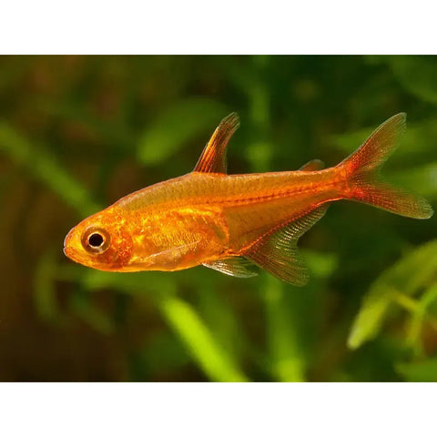 Ember Tetra - IN STORE ONLY