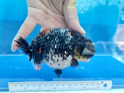 Kirin - Show Grade Juvenile Lionchu Ranchu Big Head - IN STORE ONLY