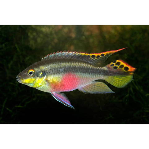 Kribensis Cichlid - IN STORE ONLY