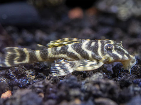 Pleco - L129 Zebra - IN STORE ONLY