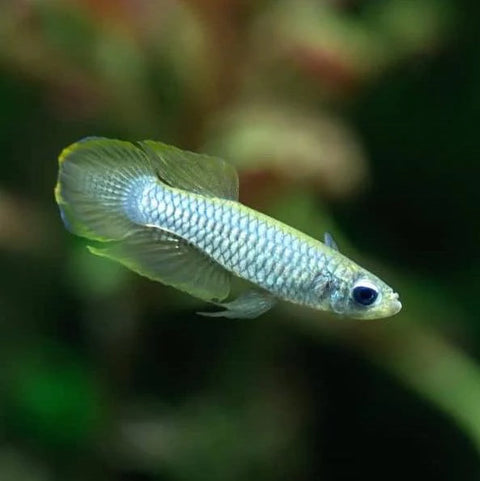 Killifish - Norman's Lampeye - IN STORE ONLY