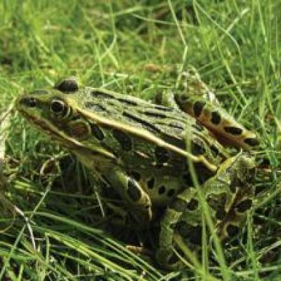 Leopard Frog Tadpole