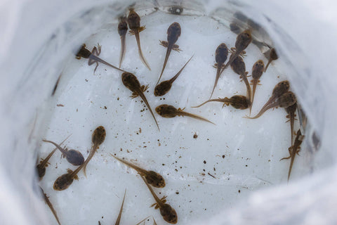 Leopard Frog Tadpole