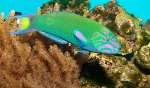 Wrasse - Lunar Wrasse (IN STORE ONLY)