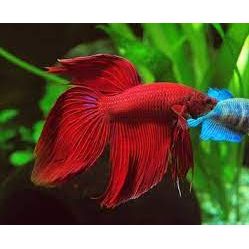Male Cambodian Betta - IN STORE ONLY