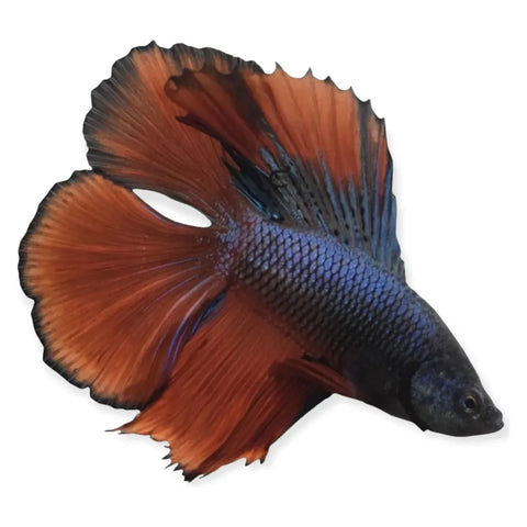 Male Doubletail Mixed Color Betta - IN STORE ONLY
