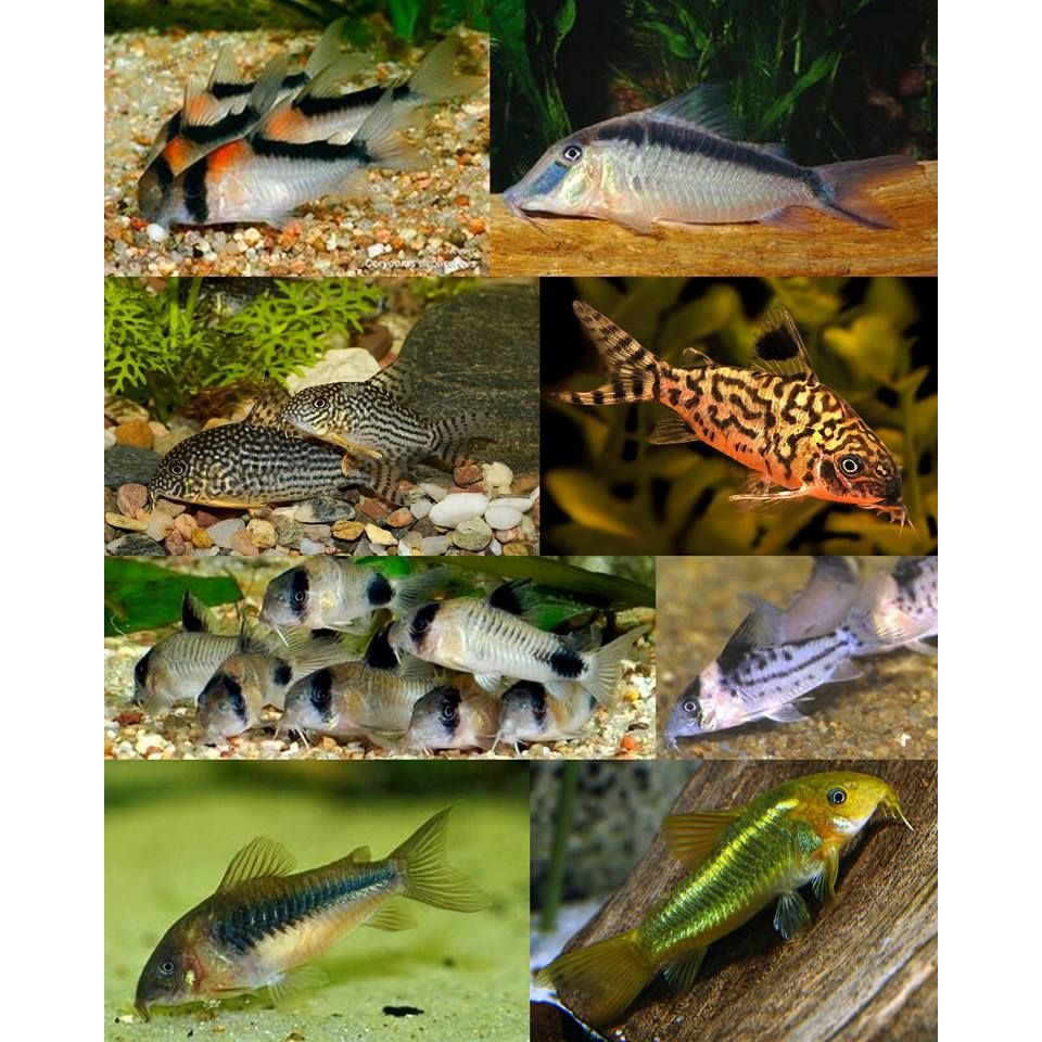 Mixed Catfish IN STORE ONLY Water Garden Gems Garden Center