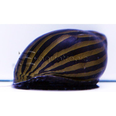 Nerite Zebra Snail - IN STORE ONLY