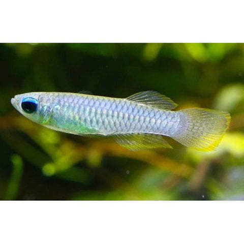 Norman's Lampeye Killifish - IN STORE ONLY