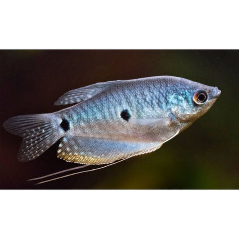 Opaline Gourami - IN STORE ONLY
