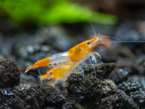 Shrimp - Orange Rili - IN STORE ONLY