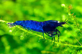 Shrimp - Orange Eye Royal Blue Tiger - IN STORE ONLY