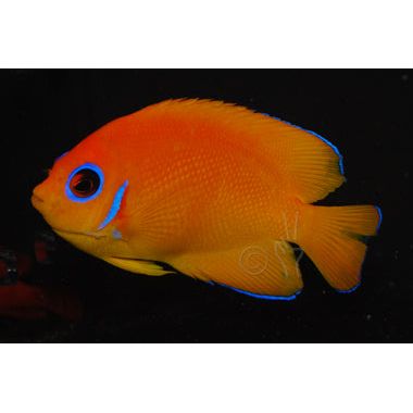 Orange Peel Angelfish (IN STORE ONLY)