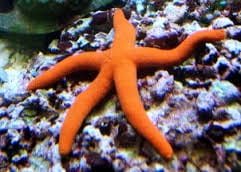 Starfish - Orange Linkia (IN STORE ONLY)