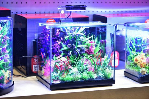 AQUATOP PISCES 5 Gallon Nano Cube Glass Aquarium Kit