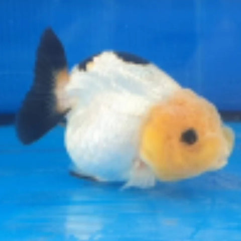 Panda - Show Grade Juvenile Lionchu Ranchu Big Head - IN STORE ONLY