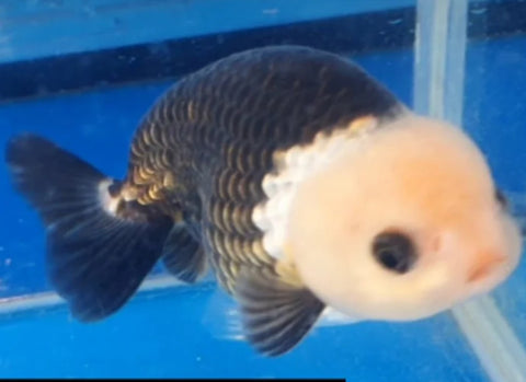 Panda - Show Grade Juvenile Lionchu Ranchu Big Head - IN STORE ONLY