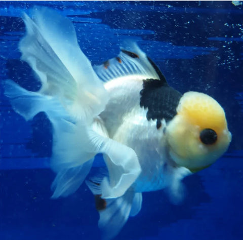 Panda- Show Grade Juvenile Oranda Regular Body - IN STORE ONLY