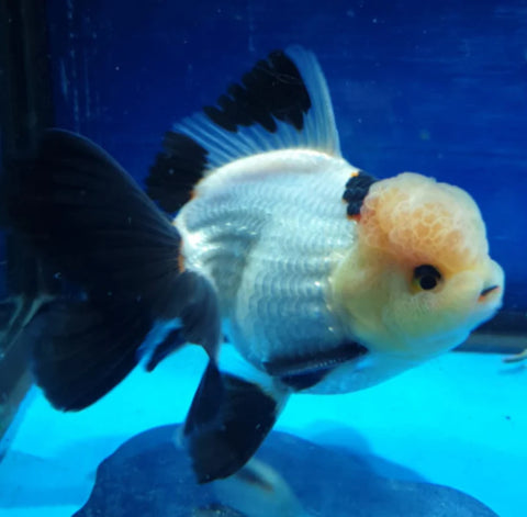 Panda- Show Grade Juvenile Oranda Regular Body - IN STORE ONLY