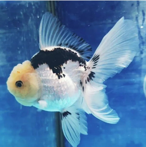 Panda- Show Grade Juvenile Oranda Regular Body - IN STORE ONLY