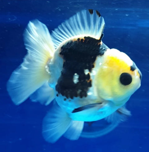 Panda - Show Grade Juvenile Oranda Short Body - IN STORE ONLY