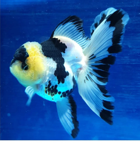 Panda - Show Grade Juvenile Oranda Short Body - IN STORE ONLY