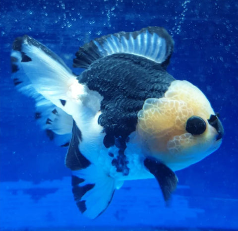 Panda - Show Grade Juvenile Oranda Short Body - IN STORE ONLY