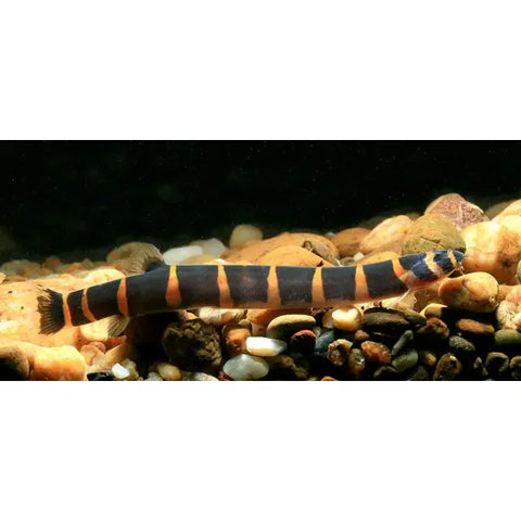 Kuhli Giant Loach - IN STORE ONLY